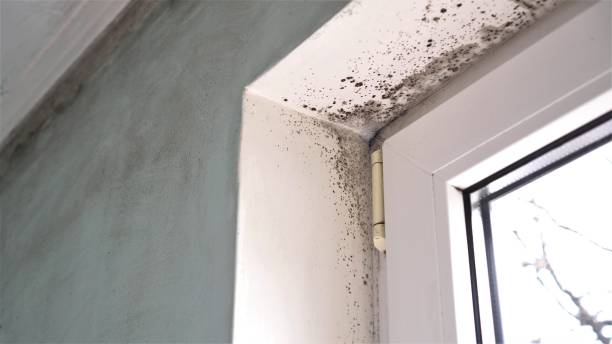 Attic Mold Removal in Napa, CA