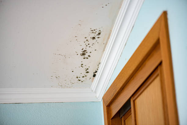 Best Mold Removal Company Near Me  in Napa, CA