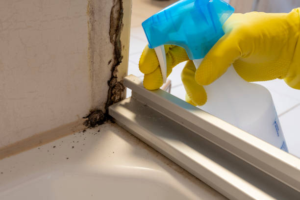 Best Emergency Mold Removal  in Napa, CA