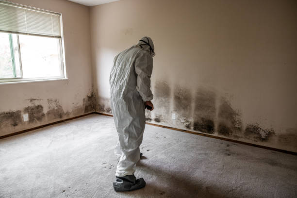 Best Office Mold Removal Services  in Napa, CA