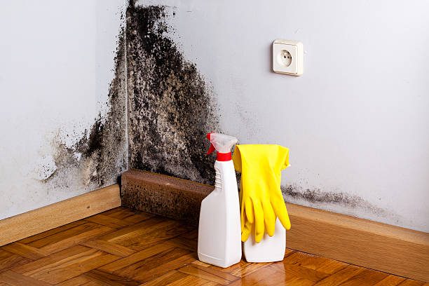 Professional Mold Removal in Napa, CA