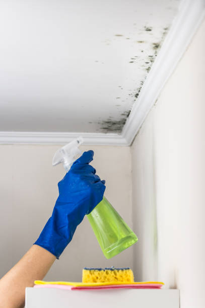Best Residential Mold Removal  in Napa, CA